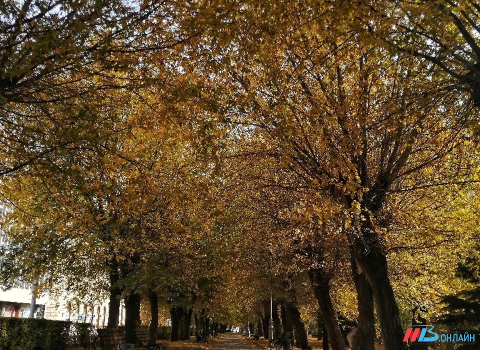 В Волгограде на Центральной набережной пересаживают деревья